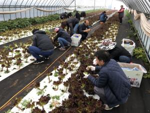 당진농기센터 직원, 농촌 일손돕기 나서