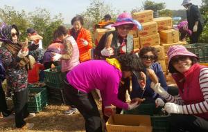 당진해나루황토고구마축제 농가소득으로 이어져