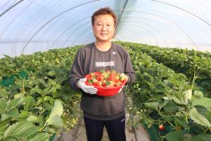 새콤달콤 당진 해나루딸기 본격 수확