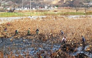 당진 면천면의용소방대, 골정지 환경정화 나서