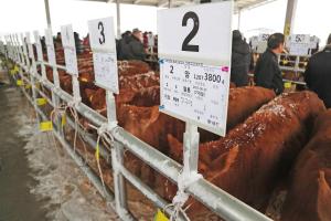 당진축협 송아지 경매시장 연착륙 성공