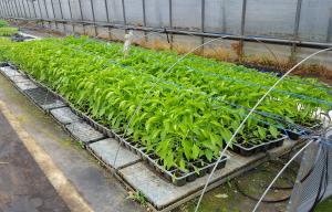 당진시, 고추 육묘 현장 기술지도 나서