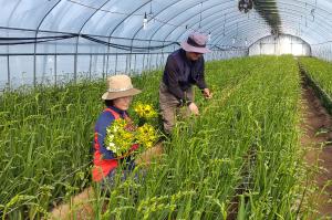 봄의 전령사 프리지어 당진서 출하 한창