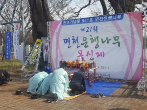 천년의 효심이 깃든 면천은행나무 목신제