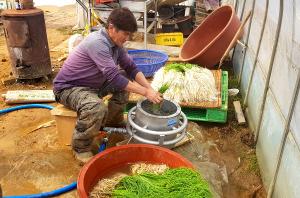 달래세척기 농가 효자노릇 톡톡