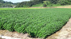 당진시, 논 이용 타작물 재배 지원 확대