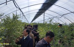 당진시, 당진블루베리 연구회 선진 현장연찬으로 블루베리 재배기술 습득기회 얻어