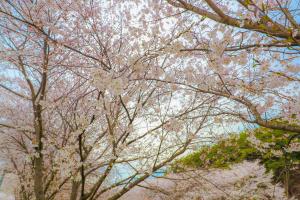 벚꽃 엔딩? 당진은 지금 벚꽃 절정!