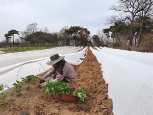 고추 부직포 터널재배 효과 만점!