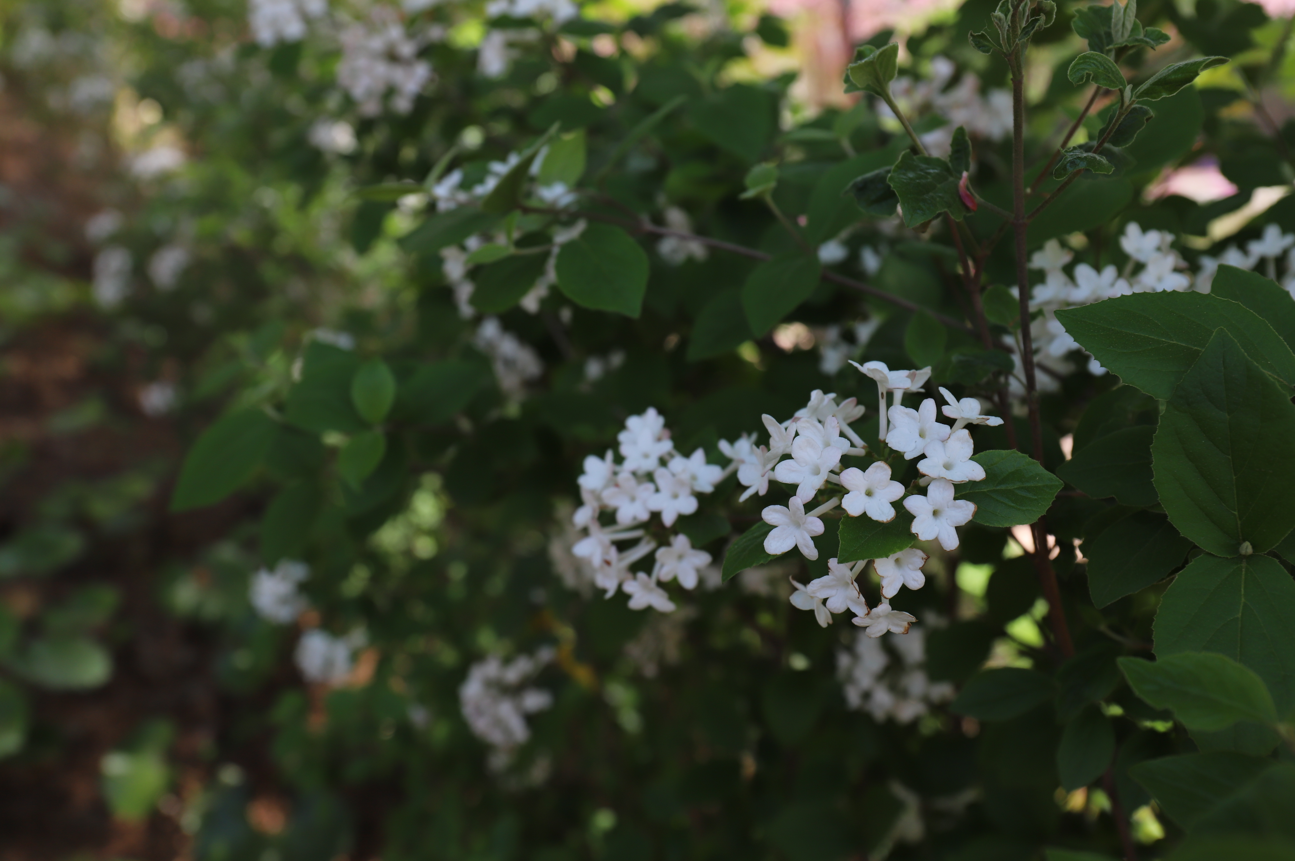 산분꽃나무(물푸레나무과원)