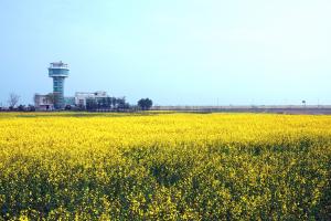 당진 석문산단, 유채꽃 황금물결 넘실