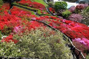 영산홍 붉게 물든 당진 농심테마파크