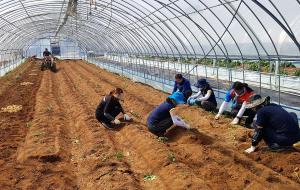 당진서 하우스감자 수확 한창