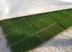 당진농기센터, 모 알선 창구 운영