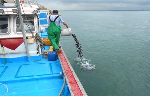 수산자원 살리자, 당진시 수산종자 방류