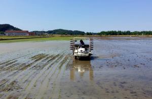 당진농기센터, 벼종자 채종포 모내기