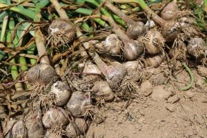 당진농기센터, 마늘‧양파 적기 수확 지도 나서