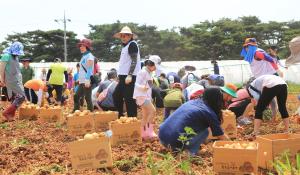 이번 주말 당진에서 감자 캐고 매실도 따고!