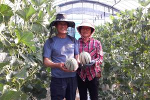 당진은 지금 칸탈로프 멜론 출하 한창