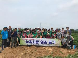 영등포구 단체, 당진시 고대면 황토 감자 캐기 봉사활동