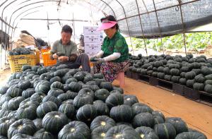 당진은 지금 영양만점 단호박 출하 한창