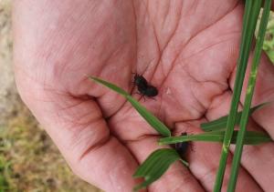 먹노린재 적기 방제 나서야