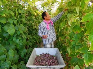 덩굴강낭콩 농가 새소득원으로 주목