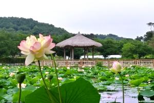 연암 박지원의 애민정신 연꽃으로 피다
