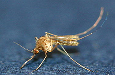 당진시, 일본뇌염 주의 당부