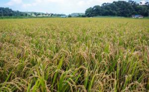 다가오는 가을, 고개 숙인 벼