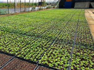 당진농기센터, 김장용 배추·묘 파종관리 나서