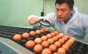 계란에 꿈을 담다