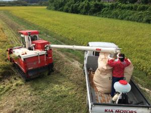당진시, 채종포 벼 수확 돌입