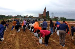 당진해나루 황토고구마 축제 농가 소득에 도움