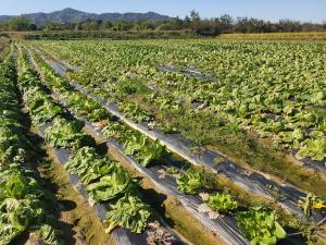 당진시, 김장용 배추․무, 양분관리 당부