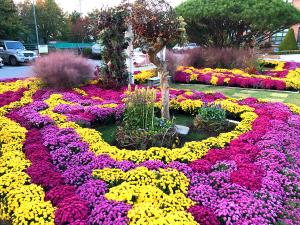 제10회 당진국화전시회 이달 26일 개막