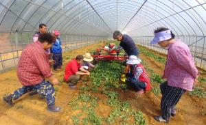 고들빼기 수확·세척도 편리하게!