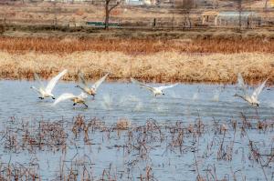 당진 합덕제, 천연기념물 큰고니 찾아와