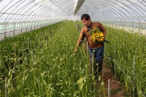 봄을 알리는 꽃 프리지어 출하 한창