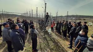 전국 최고의 “당진 해나루 사과” 시동켜다!