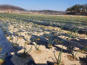 겨울 온난화 및 잦은 강우 대비 월동작물 관리 당부