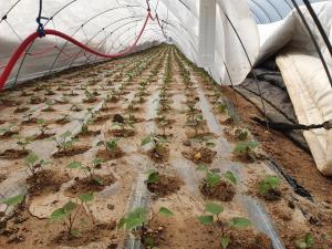 일 년 농사의 시작 고구마 육묘상 관리에 철저