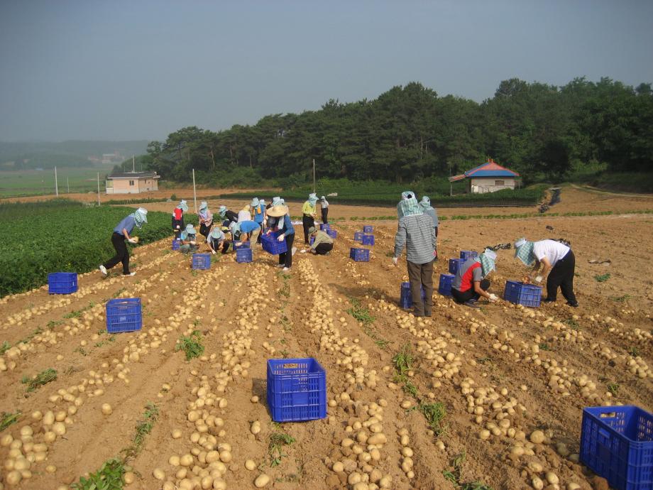 당진시농산물유통센터, 2020년 양파·감자 수매 기준 결정 이미지