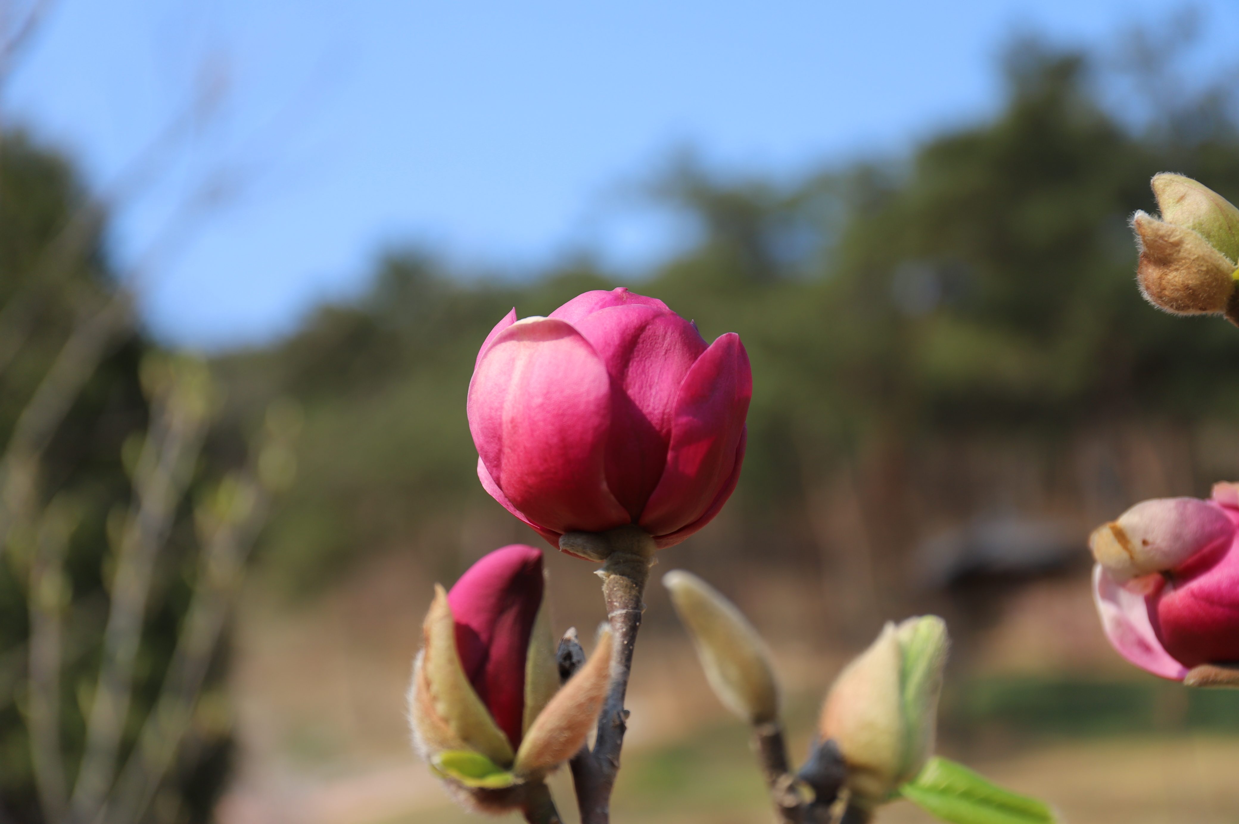 목련 ‘블랙 튤립’ (한반도원)
