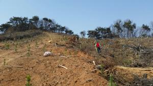 당진시, 기후변화 대응 위해 28만 그루 나무 심는다