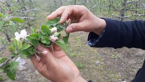 과수 저온피해는 이렇게 대응하세요