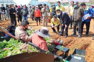 고구마 정식도 기계로... 시연회 개최