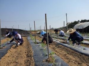 당진시, 노지고추 정식작업 봉사 구슬땀