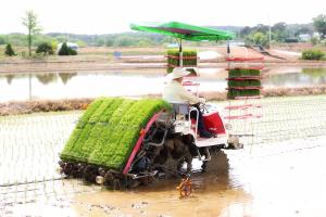 ‘해나루쌀’ 주산지 당진, 풍년농사 돌입