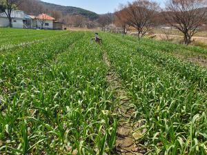 당진시, 마늘·양파 수분 및 병해충 관리 철저 당부